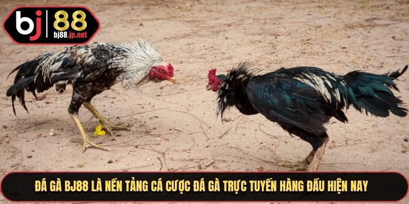 Đá gà Bj88 là nền tảng cá cược đá gà trực tuyến hàng đầu hiện nay