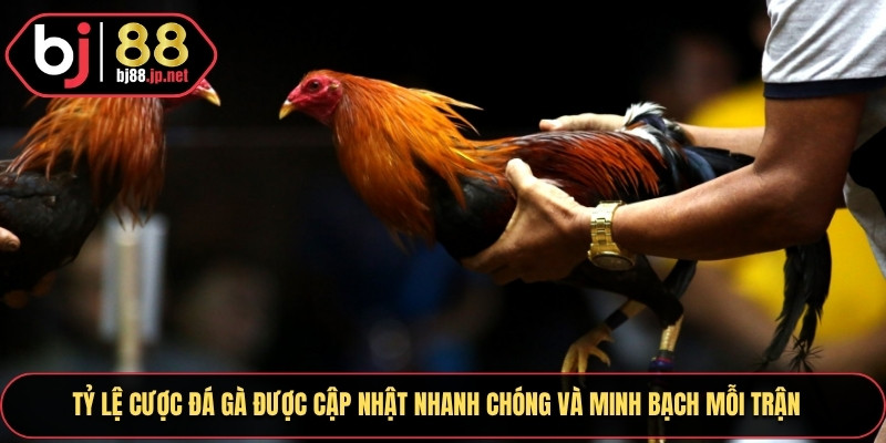 Tỷ lệ cược đá gà được cập nhật nhanh chóng và minh bạch mỗi trận