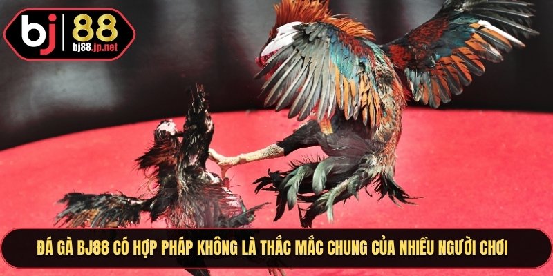 Đá gà Bj88 có hợp pháp không là thắc mắc chung của nhiều người chơi