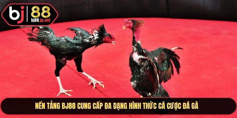 Nền tảng Bj88 cung cấp đa dạng hình thức cá cược đá gà