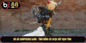 Đá gà campuchia BJ88