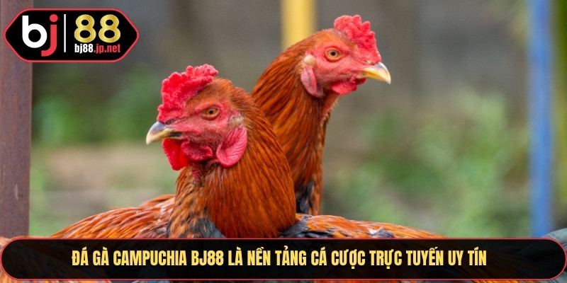 Đá gà campuchia BJ88 là nền tảng cá cược trực tuyến uy tín