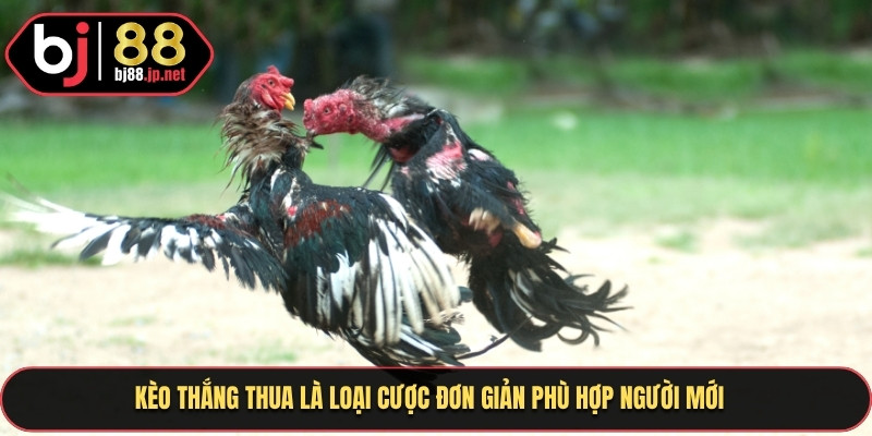 Kèo thắng thua là loại cược đơn giản phù hợp người mới