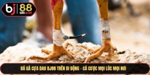 Đá Gà Cựa Dao Bj88