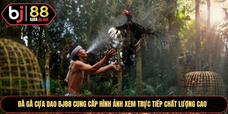 Đá gà cựa dao BJ88 cung cấp hình ảnh xem trực tiếp chất lượng cao