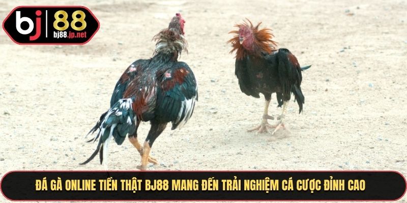 Đá gà online tiền thật BJ88 mang đến trải nghiệm cá cược đỉnh cao