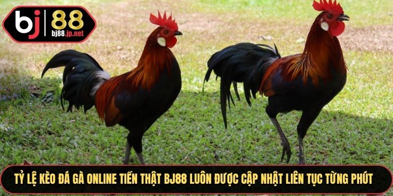 Tỷ lệ kèo đá gà online tiền thật BJ88 luôn được cập nhật liên tục từng phút