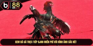 Xem đá gà trực tiếp BJ88