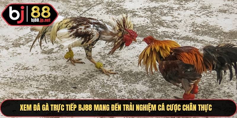 Xem đá gà trực tiếp BJ88 mang đến trải nghiệm cá cược chân thực 